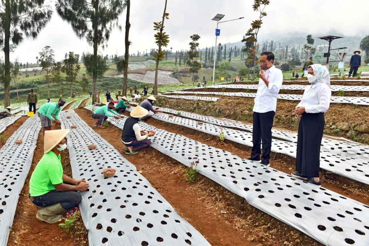 Dapat keluhan soal impor bawang putih, Jokowi langsung telepon Mendag