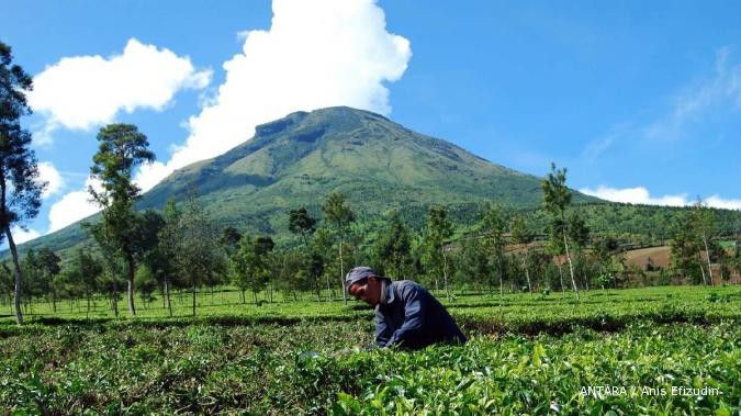 Produksi teh Pagilaran tak capai target