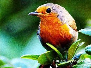 Burung robin: Irit bertelur, populasinya semakin dedikit (1) 