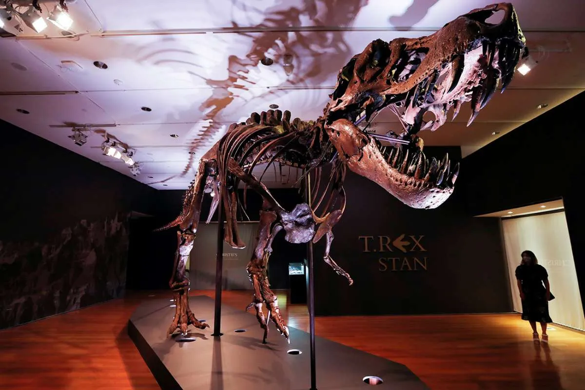 Wow, Christie bakal lelang kerangka Tyrannosaurus Rex terbesar berusia 67 juta tahun