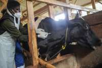 Kementan Targetkan Vaksinasi PMK 4 Juta Dosis pada 2025, Realisasi Tahap II Masih 31%