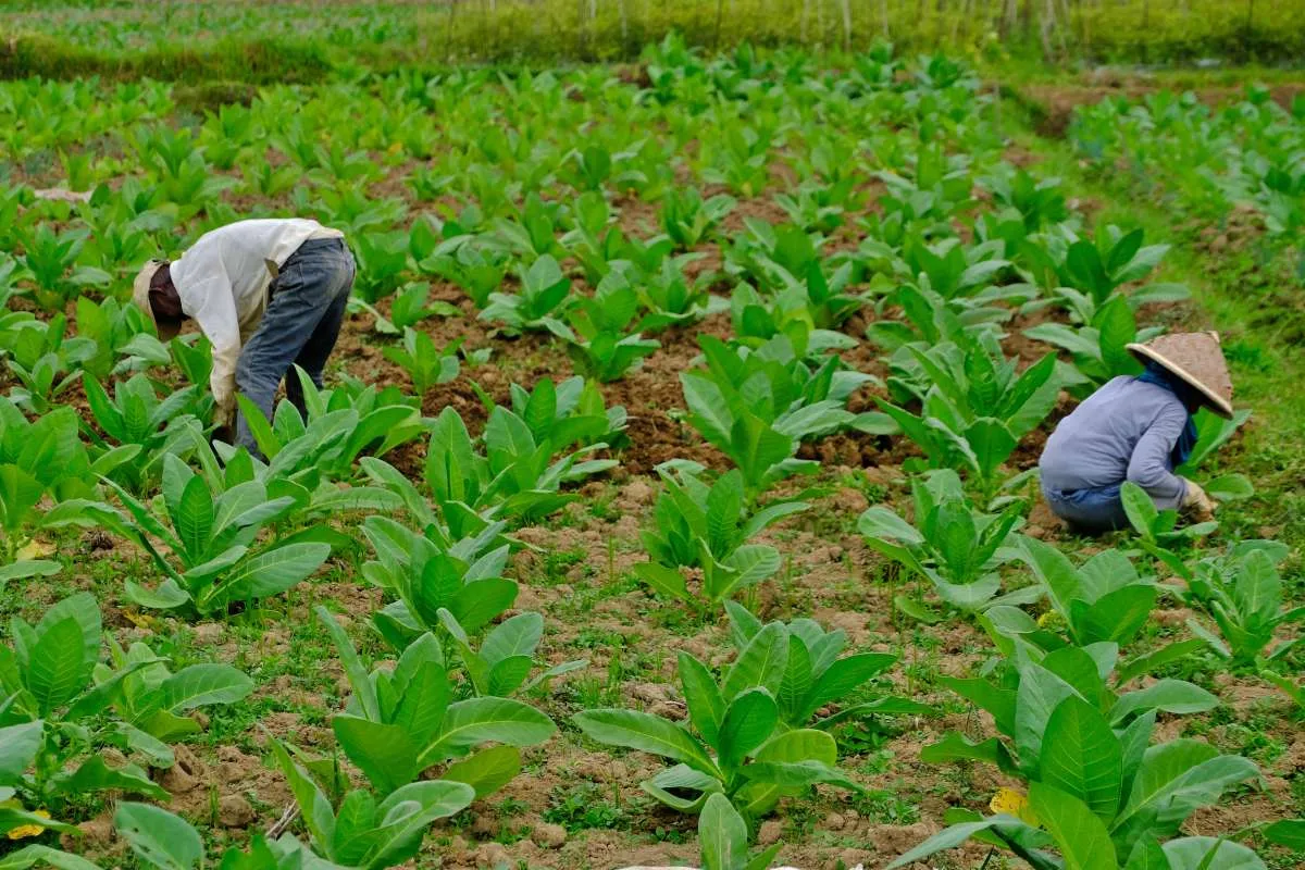 Petani Tembakau Tolak Penyeragaman Kemasan Rokok, Apa Alasannya?