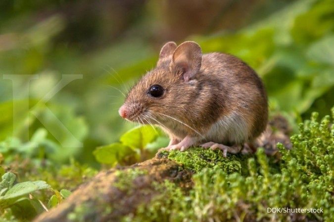 Cara Mengusir Tikus yang Membandel di Rumah 