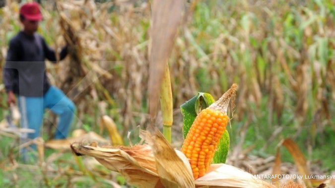 Peternak rakyat khawatir dengan stok jagung Bulog