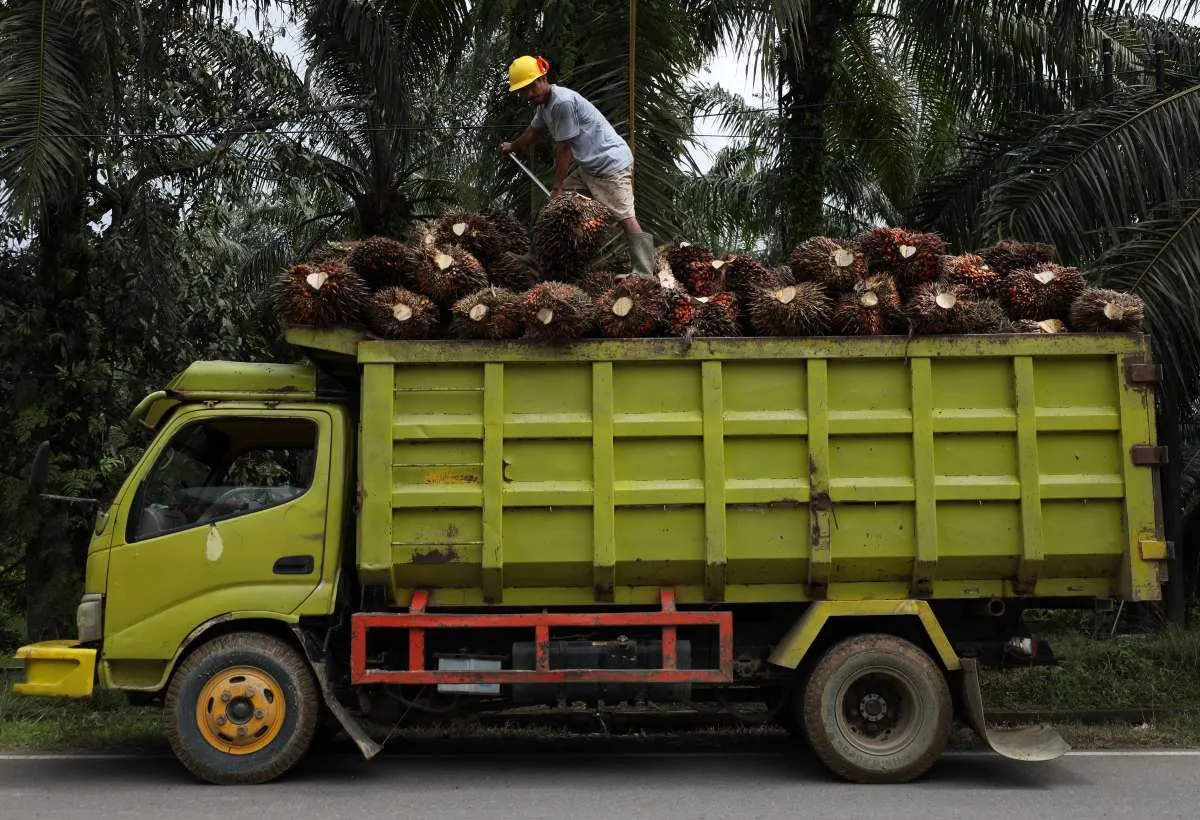 Harga CPO Tren Naik 2025, Cek Saham Sawit yang Prospek Investasinya Moncer