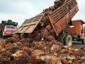 Harga CPO naik lagi, saham LSIP dan UNSP dilanda aksi beli