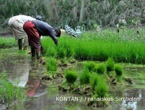 Empat BUMN optimalkan lahan pertanian seluas 570.000 hektare