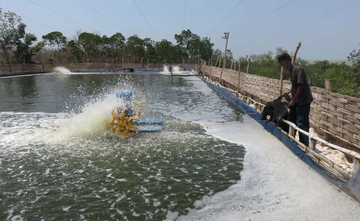 Agung Menjangan Mas (AMMS) Gadeng Asparindo Pasarkan Ikan Beku