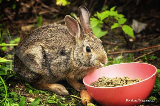 Rekomendasi Jenis Makanan untuk Kelici Peliharaan yang Baik dan Bergizi
