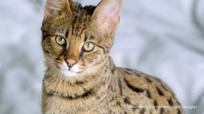 Benarkah Kucing Punya Sembilan Nyawa? Simak Fakta Berikut 