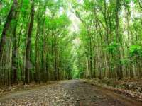 Taman Nasional Alas Purwo Banyuwangi Ditutup Saat Hari Raya Idul Fitri 2026