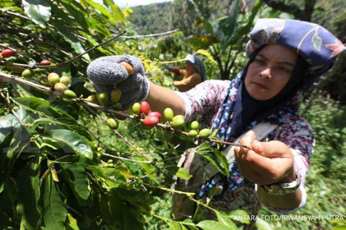 Gayo Coffee: Rising Demand and Prices in Indonesia