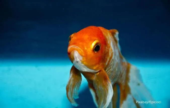 5 Hal yang Menyebabkan Ikan Hias Akuarium Tidak Mau Menyantap Makanannya