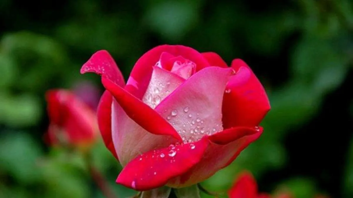 12 Tips dan Cara Membuat Bunga Mawar Mekar Fantastis, Begini Merawatnya