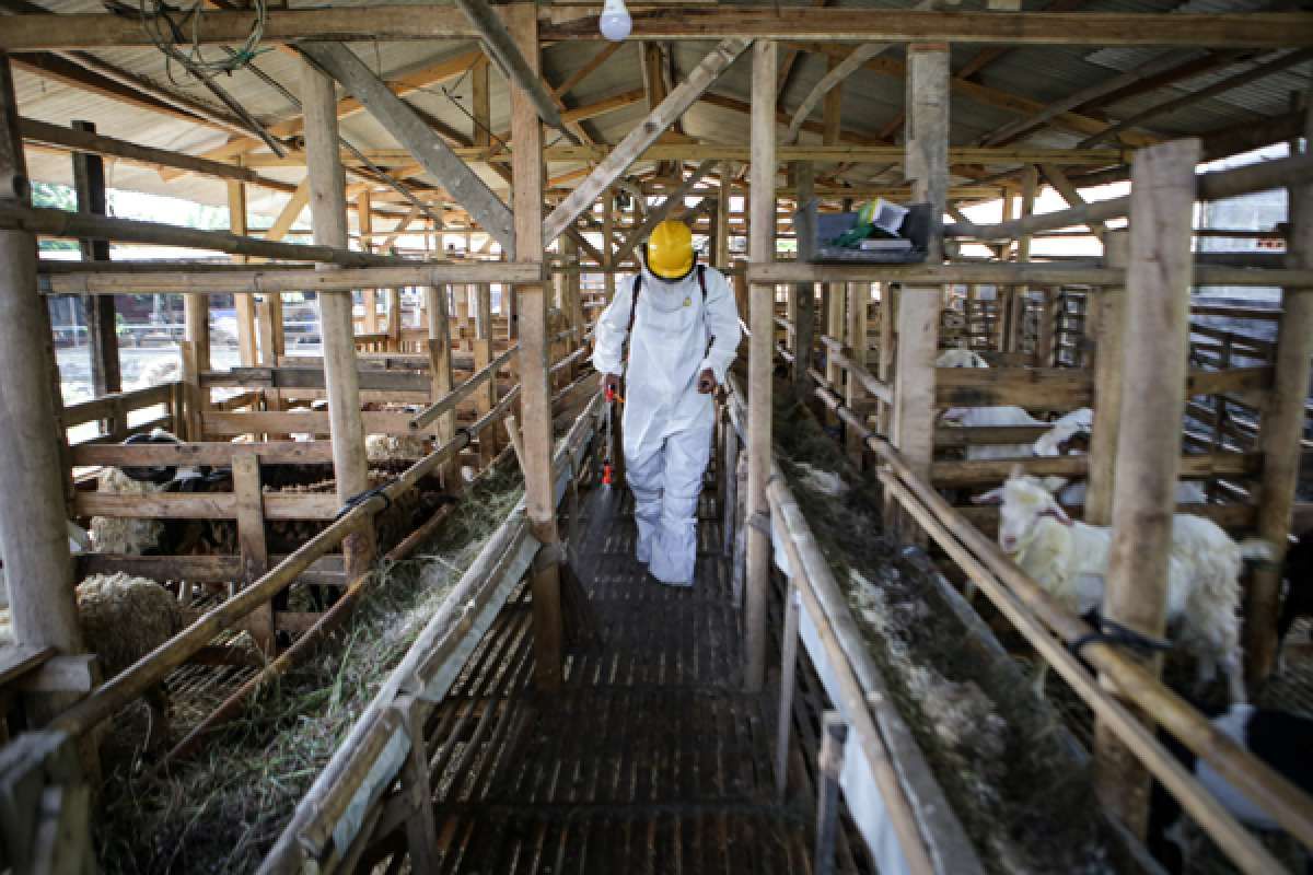 Tangani PMK, Kemtan Butuhh Dana Rp 4,42 Triliun