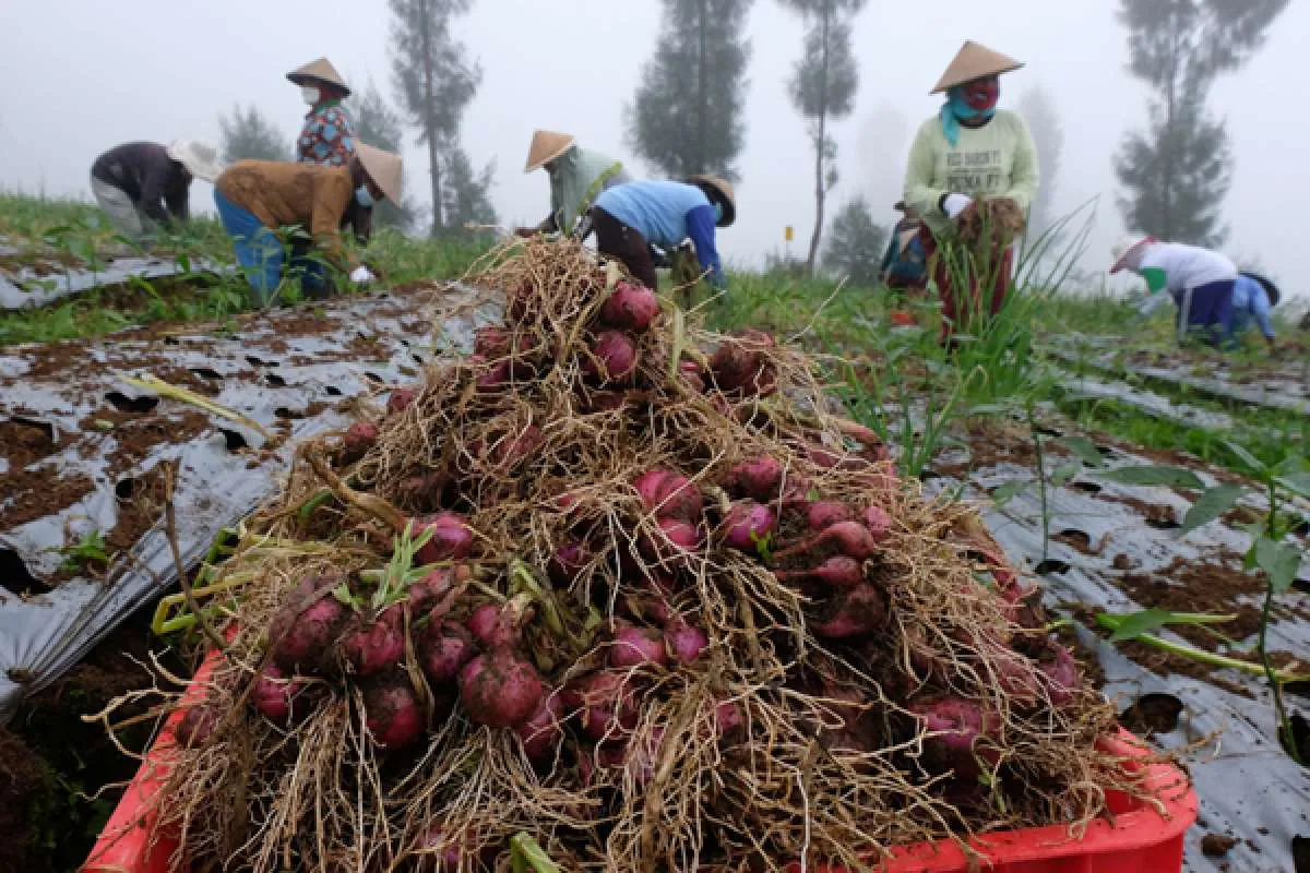 Pertangahan Februari, Gula dan Bawang Merah Mengalami Kenaikan Harga Cukup Signifikan