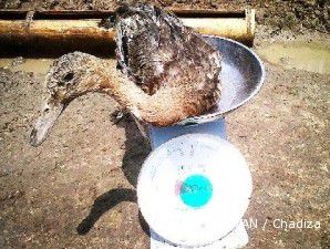 Itik duo, itik unggul yang tidak amis dan cepat gede (1)