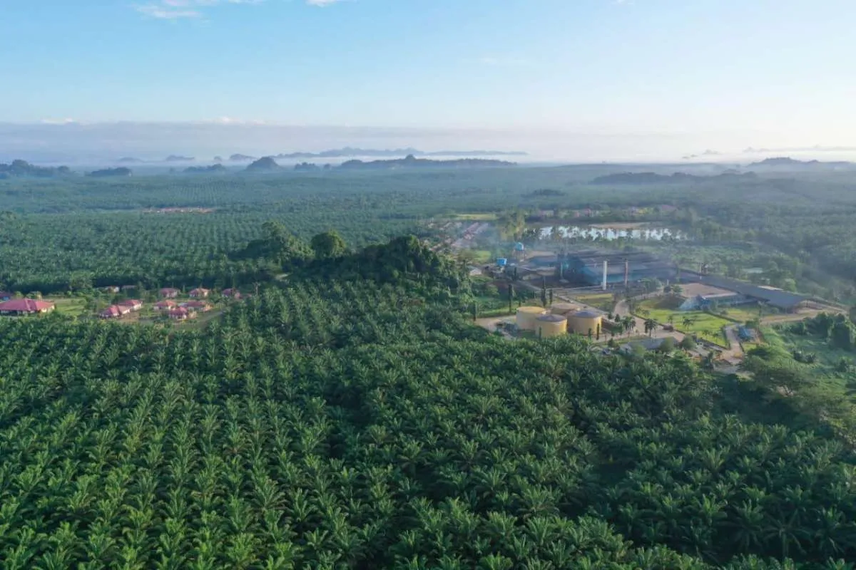 Eagle High Plantations (BWPT) Bidik Kenaikan Laba Dobel Digit pada 2024