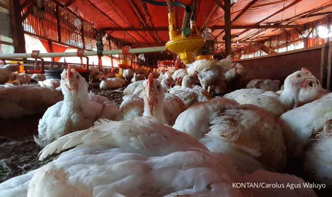 Harga Ayam Masih Landai, Simak Rekomendasi Emiten Poultry