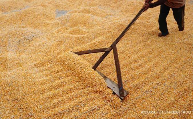 Harga Jagung dan Minyak Goreng Curah di Papua Barat Naik pada Kamis (21/11)