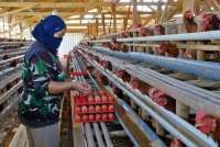 MBG Berjalan Lagi, Bapanas Mengklaim Harga Telur dan Ayam Kembali Naik