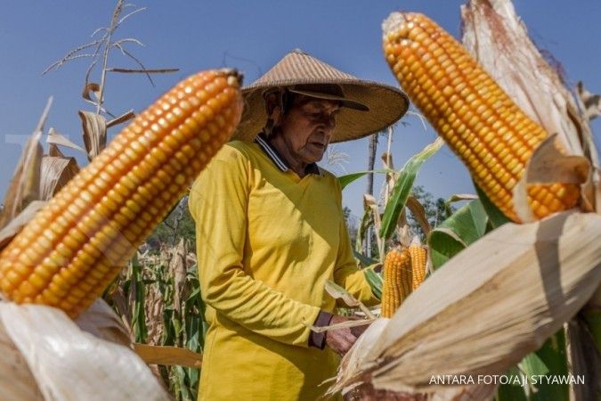 APJI: Produksi jagung domestik bisa penuhi kebutuhan industri pakan