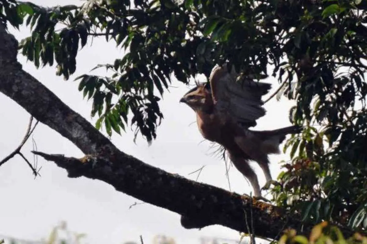 Keberadaan burung garuda kembali ditemukan