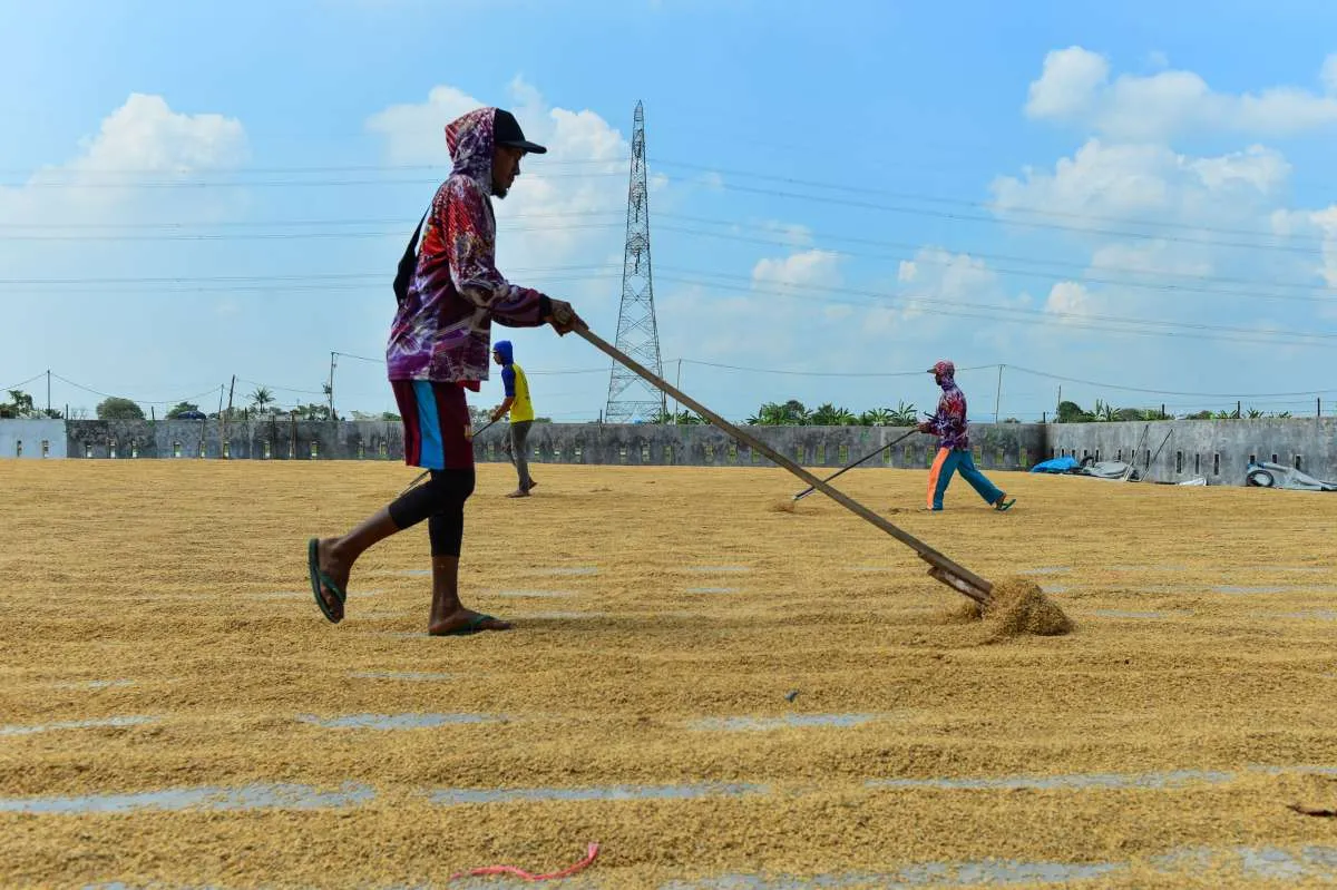 Di Bawah HPP, Harga Gabah Anjlok Rp 5.000 Per Kg di Tingkat Petani