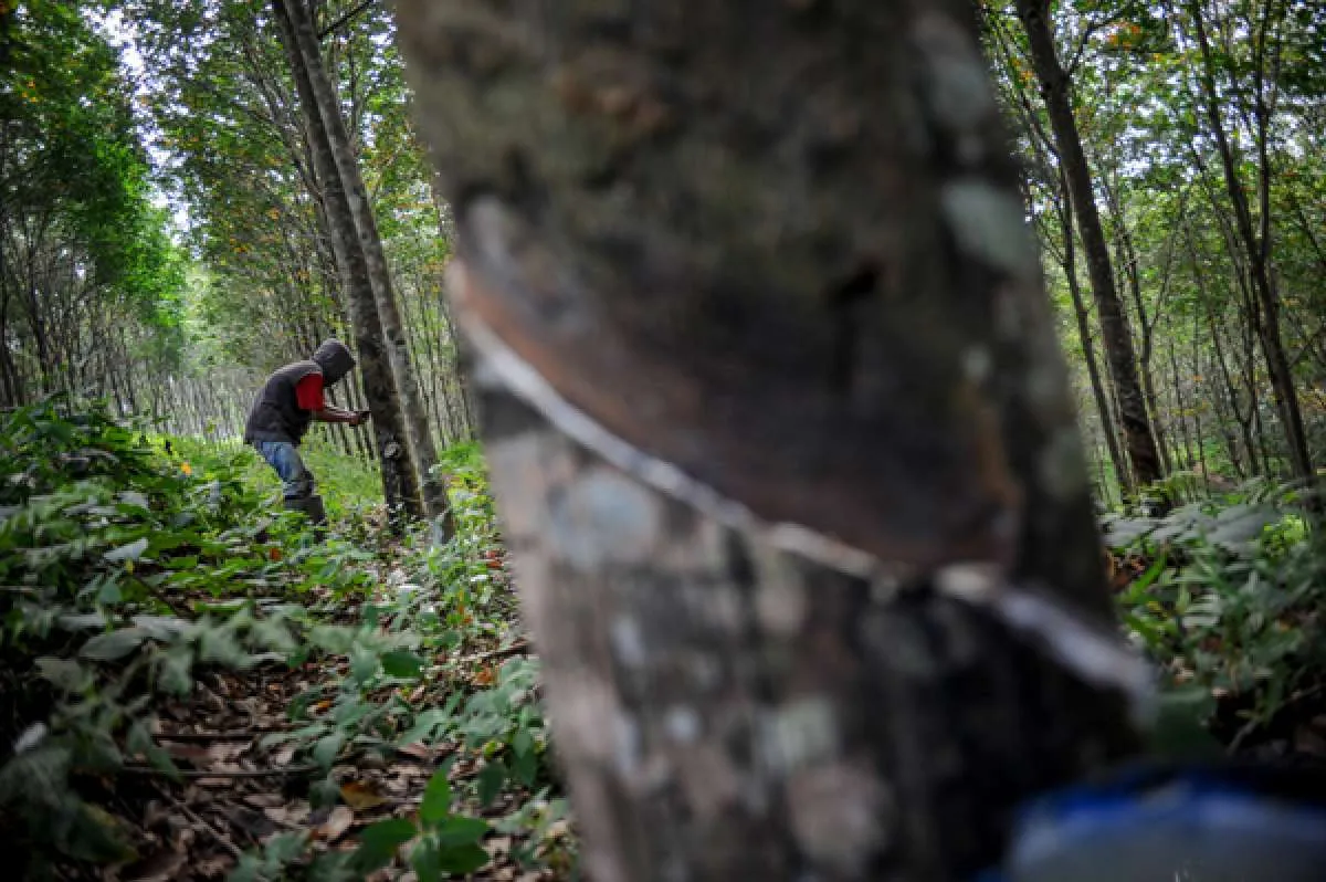Pacu pembelian produk lokal, opsi beli karet rakyat untuk aspal muncul lagi