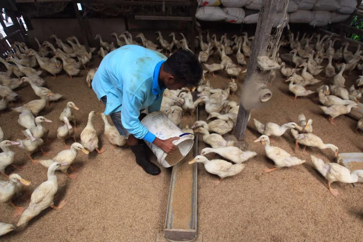 Permintaan pakan ternak diprediksi naik 20% saat Ramadan dan Lebaran