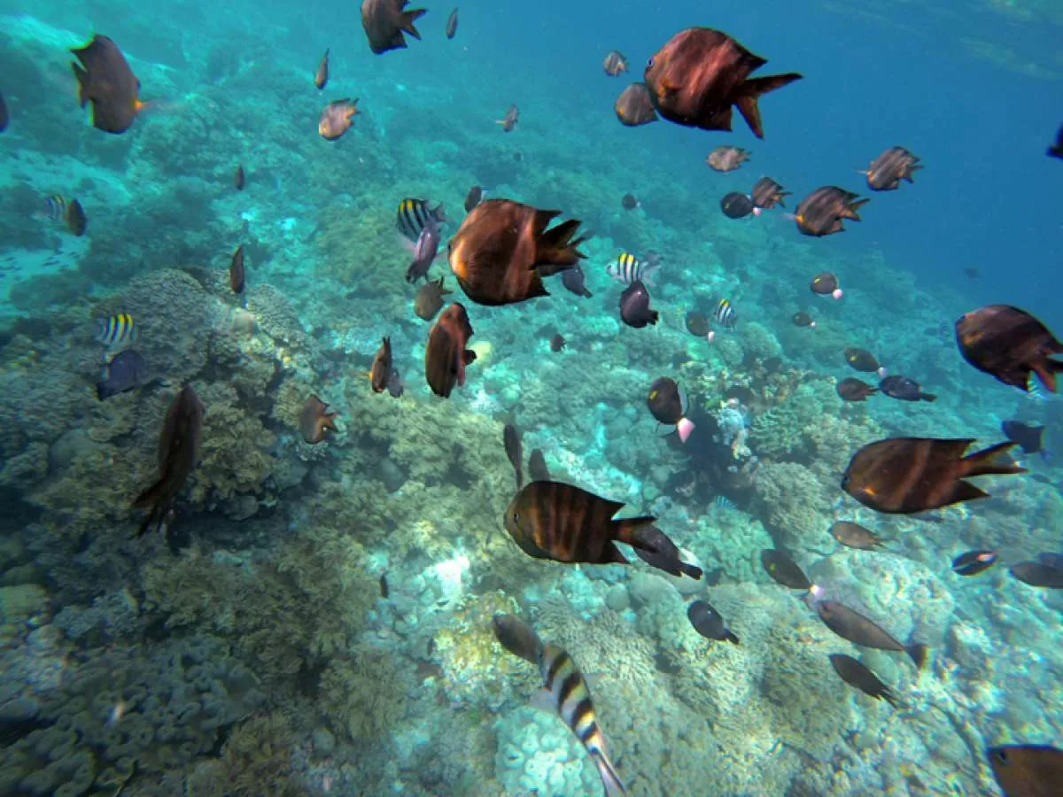 35 Kumpulan Ucapan Hari Kelautan Nasional 2025 Penuh Inspirasi Merawat Laut