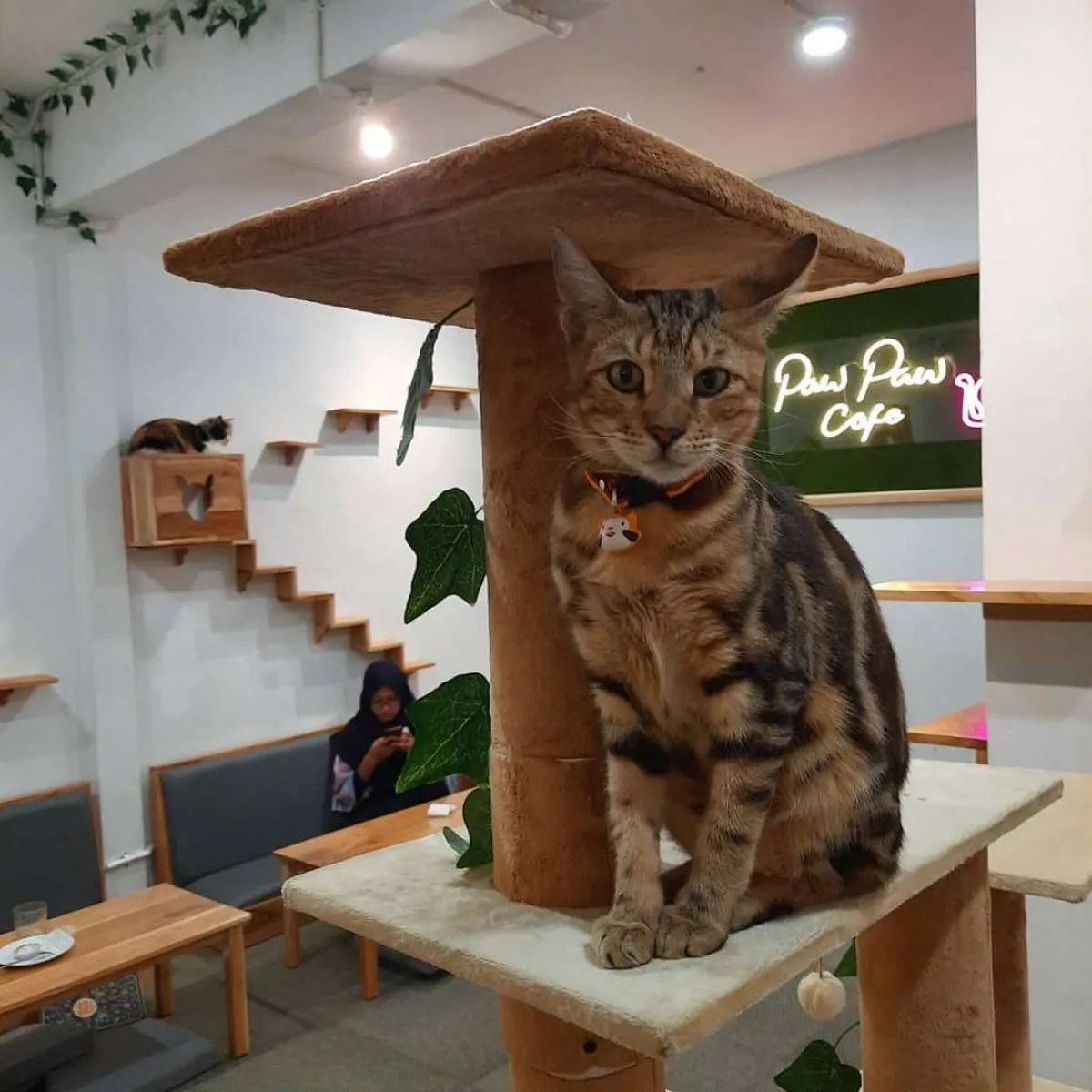 Serunya kulineran sambil bermain bersama kucing di Paw Paw Cafe, ini tiket masuknya