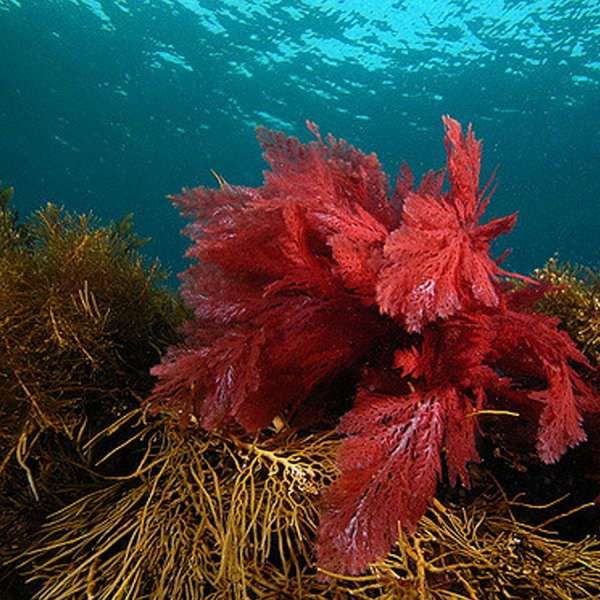 Kenali 4 Manfaat Astaxanthin dari Ganggang Merah untuk Kulit, Melawan Penuaan!