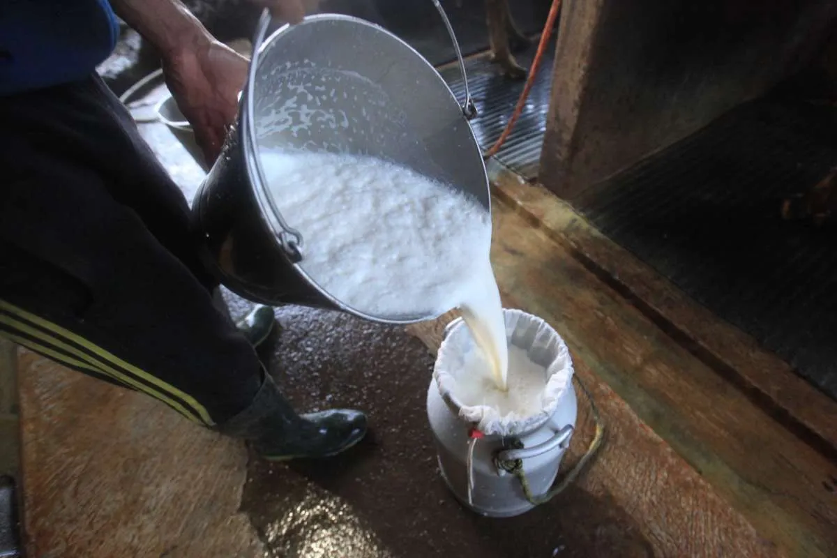 Badan Gizi: Ada Program Makan Bergizi Gratis, Susu Bakal Terserap