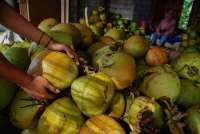 Pemerintah akan Hentikan Ekspor Kelapa Utuh, Perlu Pembenahan Tata Niaga Hulu