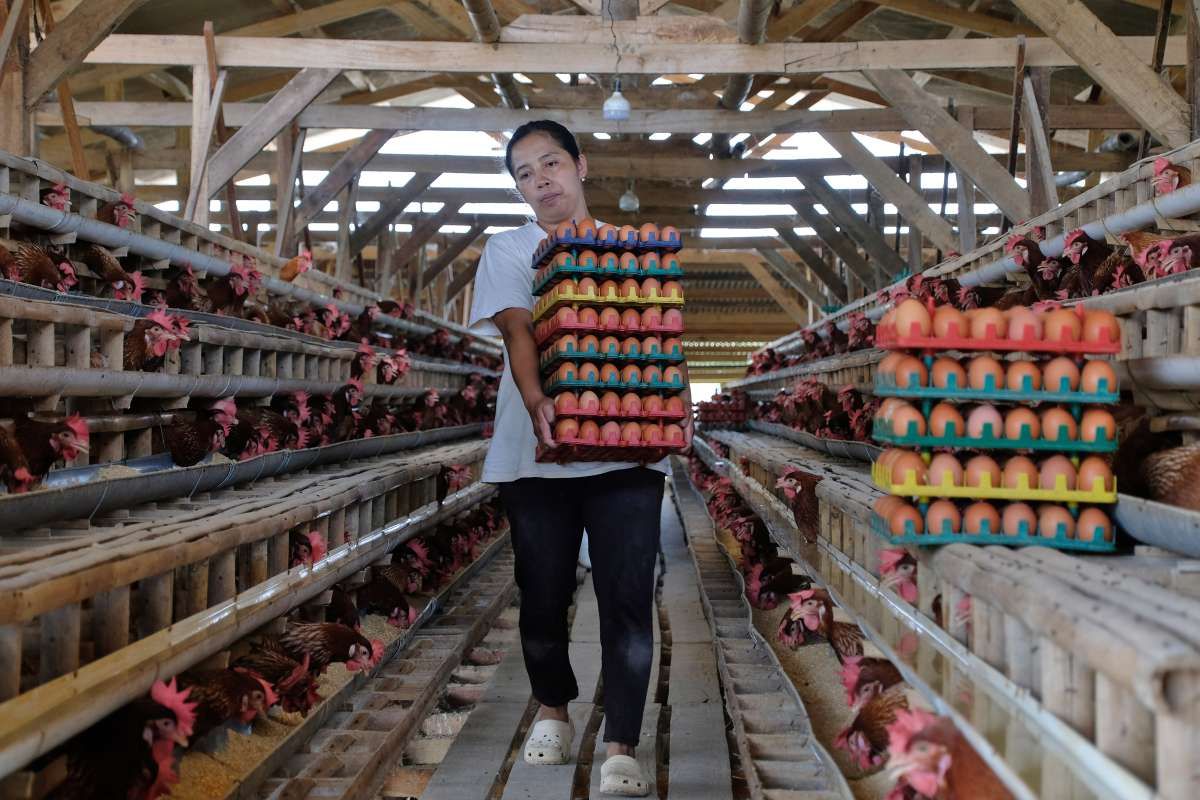 Anomali Harga Telur Mengusuk Peternak Ayam
