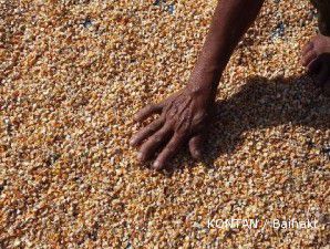 Stok langka, harga jagung kembali melejit