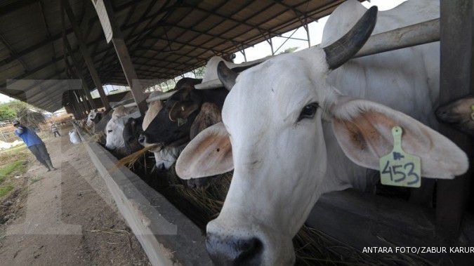 Stok sapi potong Ramadan bertambah 167.000 ekor 