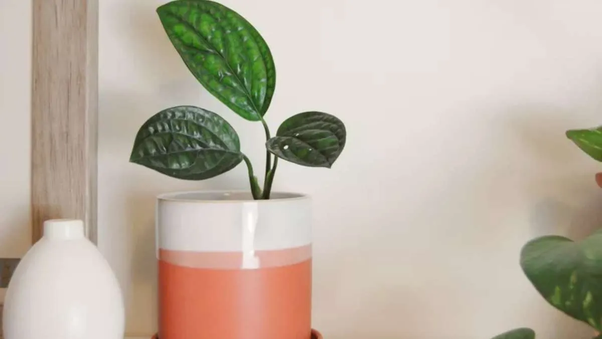 8 Tren Tanaman Hias Tahun 2024, Monstera Tetap Jadi Primadona 