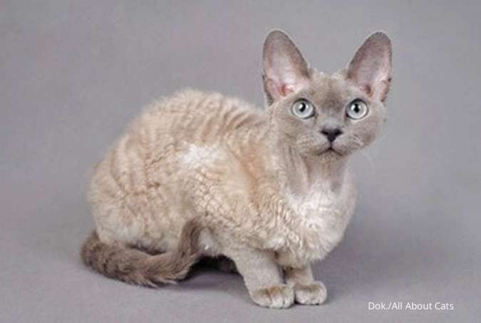 Benarkah Kucing Bisa Melihat Hantu? Ini Faktanya! 