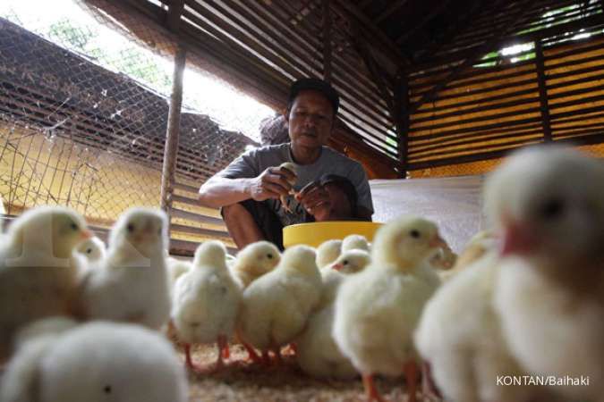Aturan ayam akan diperketat, begini prospek emiten poultry 
