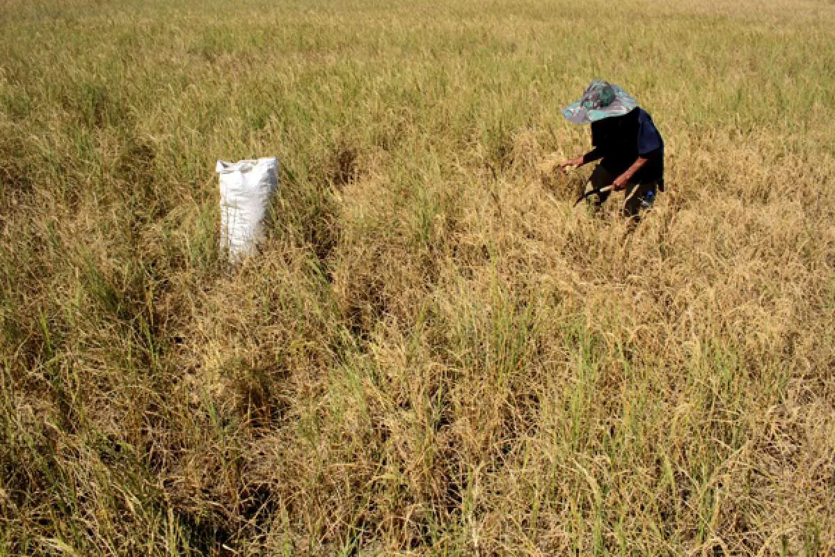 BPS mencatat Nilai Tukar Petani (NTP) September naik 0,63% menjadi 103,88