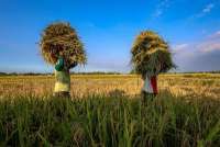 BPS Sebut Luas Panen dan Produksi Padi Naik pada Juli 2025