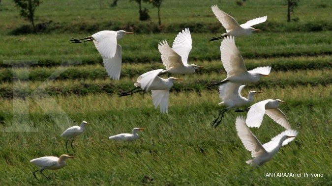 Duh, Flu Burung Sebabkan Ratusan Anak Anjing Laut Mati di Pulau Sub-Antartika