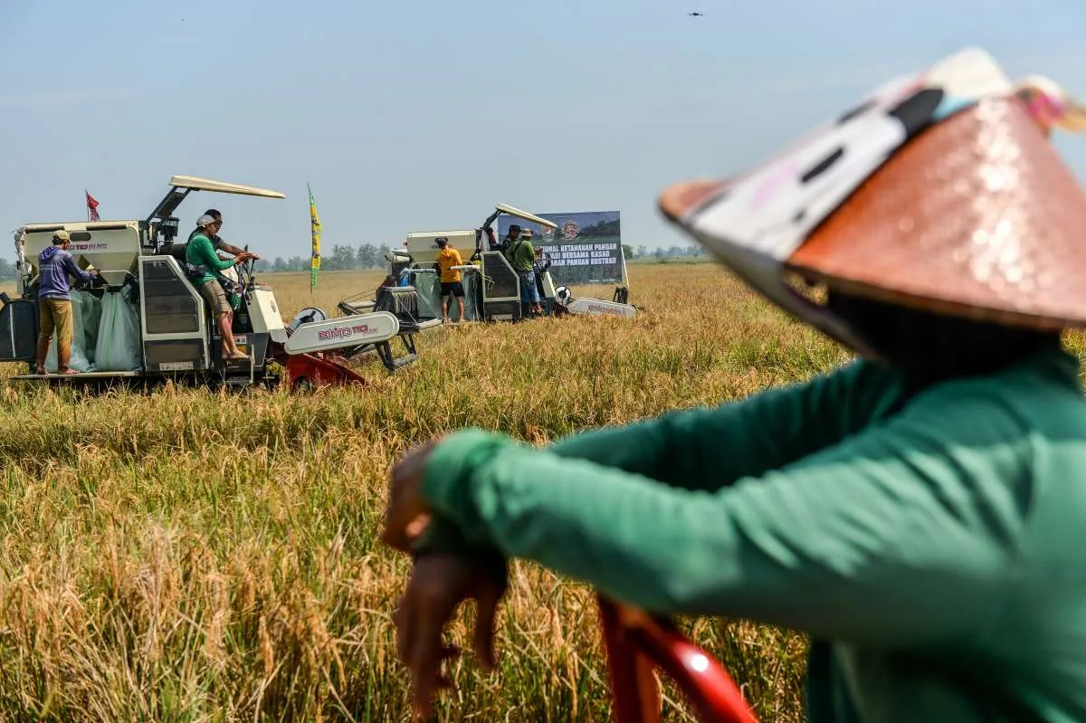 Hasil Panen Padi di Lahan Kampung Inovasi IPB Capai 9,7 Ton Per Hektare