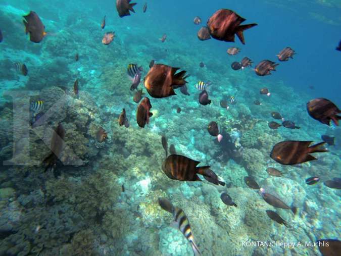 35 Kumpulan Ucapan Hari Kelautan Nasional 2025 Penuh Inspirasi Merawat Laut