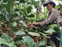 Kopi Excelsa, Primadona Baru Specialty Coffee dari Sumedang