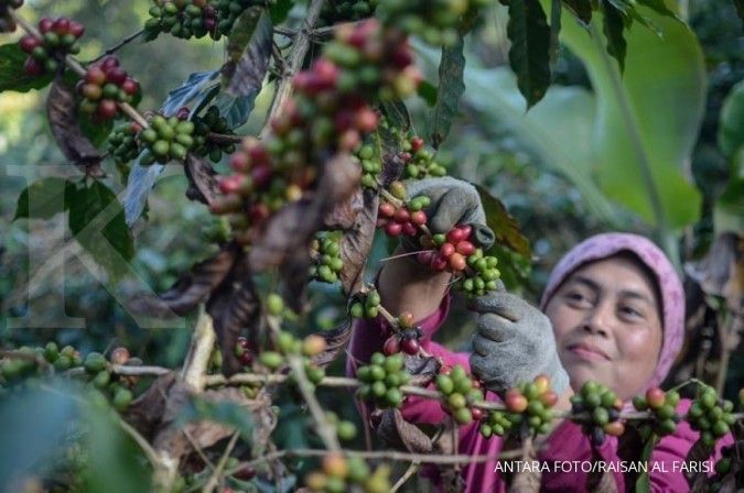 Produksi kopi nasional diproyeksi mencapai 674.636 ton tahun ini