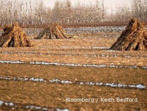 Ladang di AS kekeringan, harga gandum berpotensi terus naik