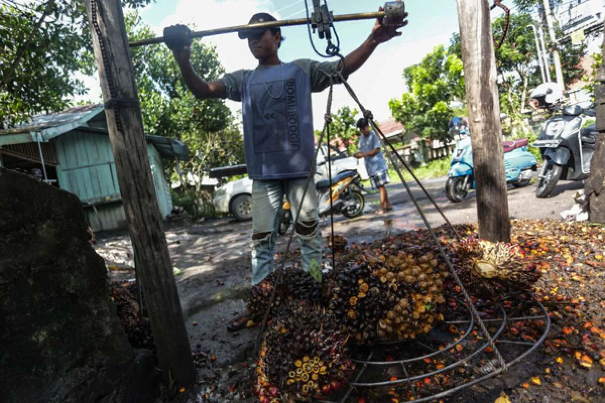 Petani Sawit Kirim Surat Terbuka kepada Jokowi, Minta Cabut DMO hingga PE
